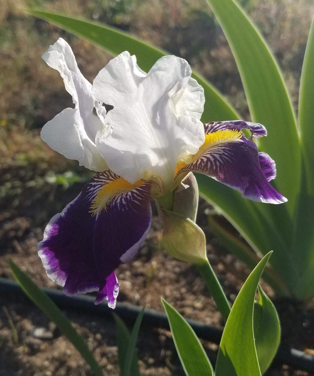 Photo of Tall Bearded Iris (Iris 'Wabash') uploaded by MZiris