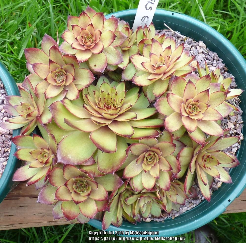Photo of Hen and Chicks (Sempervivum 'Mitchell's Gold') uploaded by MelissaHopper
