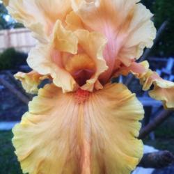 Location: Coastal San Diego County 
Date: 2019-04-17
This is my only Bearded Iris...I am now inspired to get more! ❤