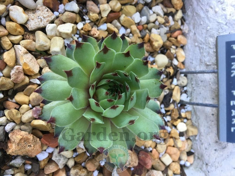 Photo of Hen and Chicks (Sempervivum calcareum 'Pink Pearl') uploaded by chickhill
