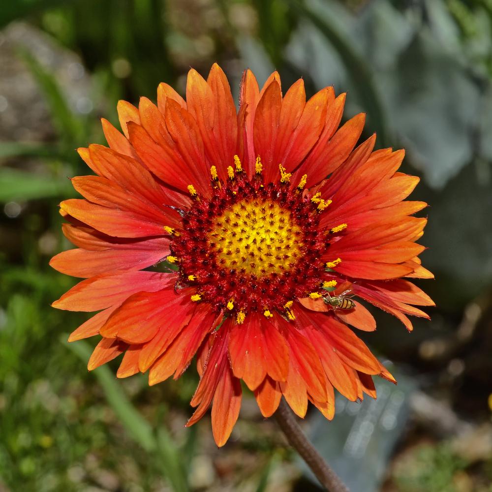 Photo of Blanket Flower (Gaillardia aristata) uploaded by dawiz1753