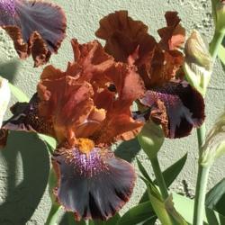 Location: San Rafael, CA
Date: 2019-04-22
One of my favorite iris due to the saturation of rich colors