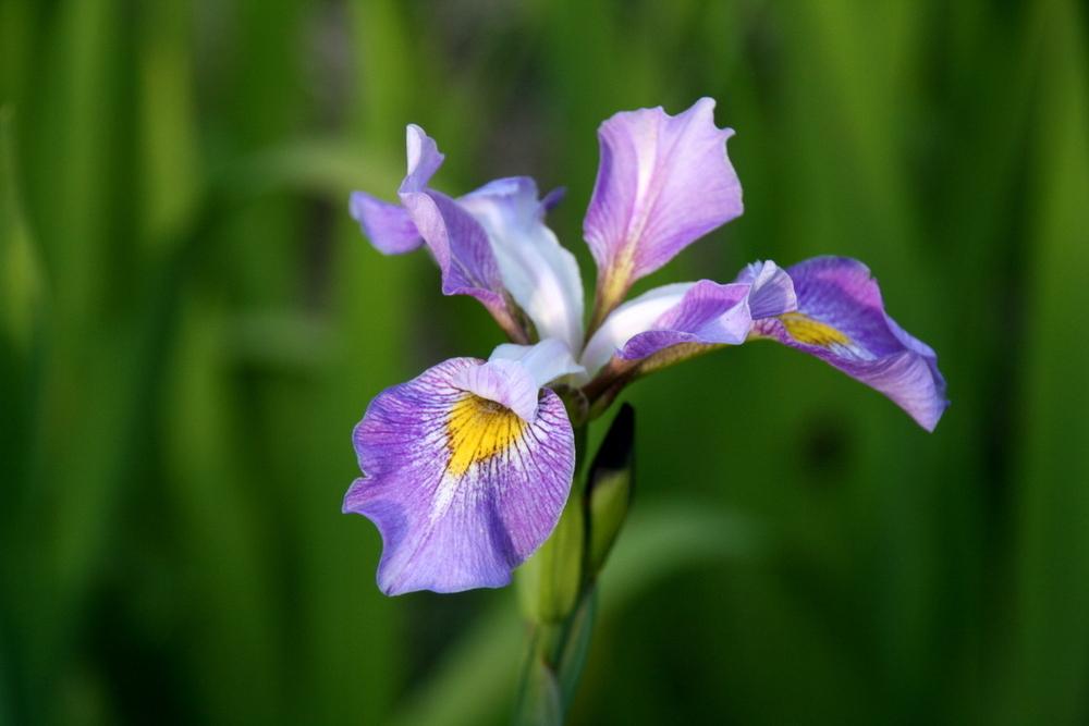 Photo of Species Iris (Iris virginica 'Contraband Girl') uploaded by Calif_Sue
