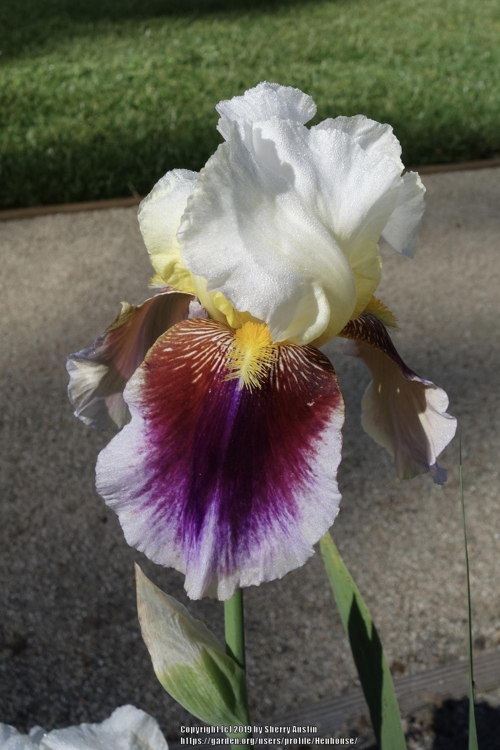 Photo of Tall Bearded Iris (Iris 'Striped Red Neglecta') uploaded by Henhouse