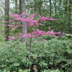 Location: Jenkins Arboretum in Berwyn, Pennsylvania
Date: 2019-04-21
young tree in bloom
