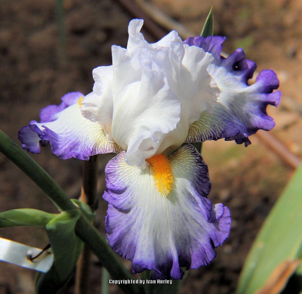 Photo of Tall Bearded Iris (Iris 'Brilliant Idea') uploaded by Ivan_N_Tx