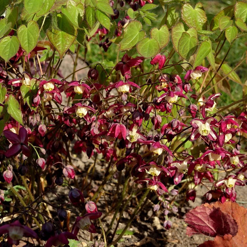 Photo of Red Barrenwort (Epimedium alpinum 'Rubrum') uploaded by Orsola