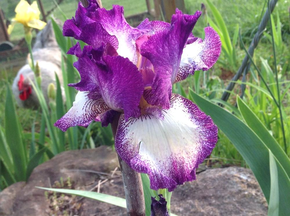 Photo of Tall Bearded Iris (Iris 'Mariposa Autumn') uploaded by UndyingLight