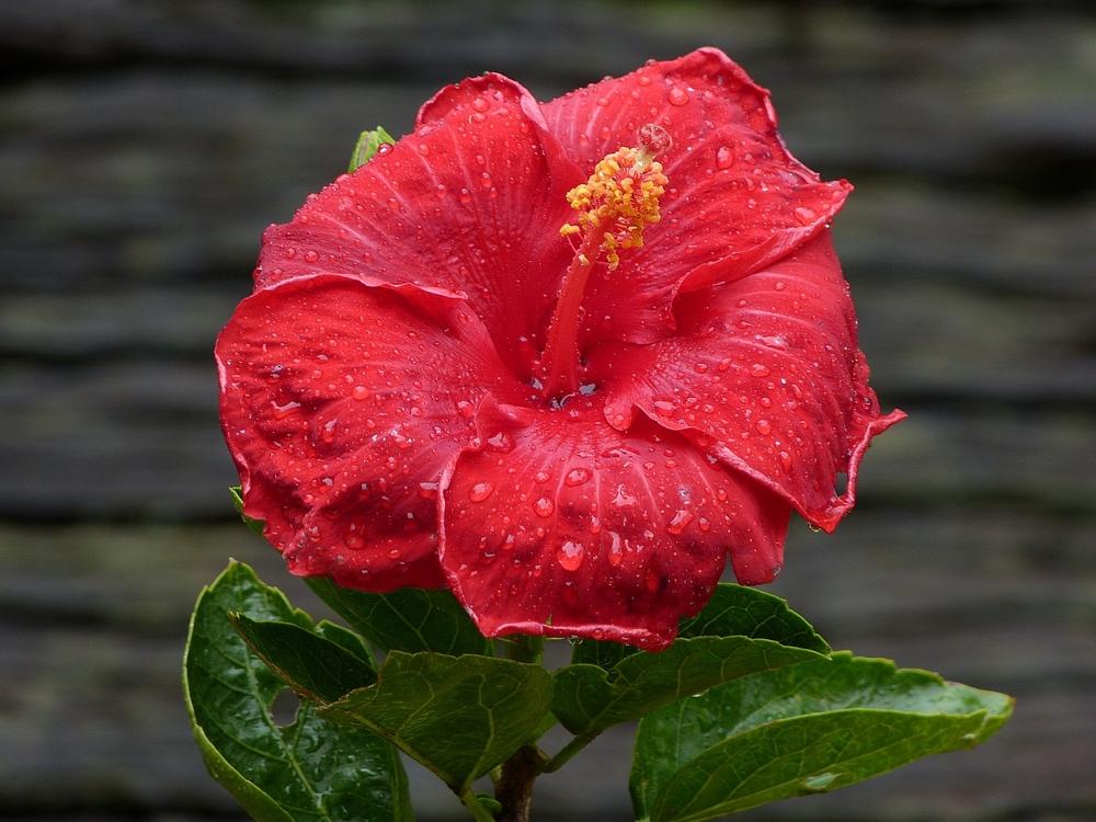 Photo of Tropical Hibiscus (Hibiscus rosa-sinensis 'Cataviki') uploaded by WendyQLD