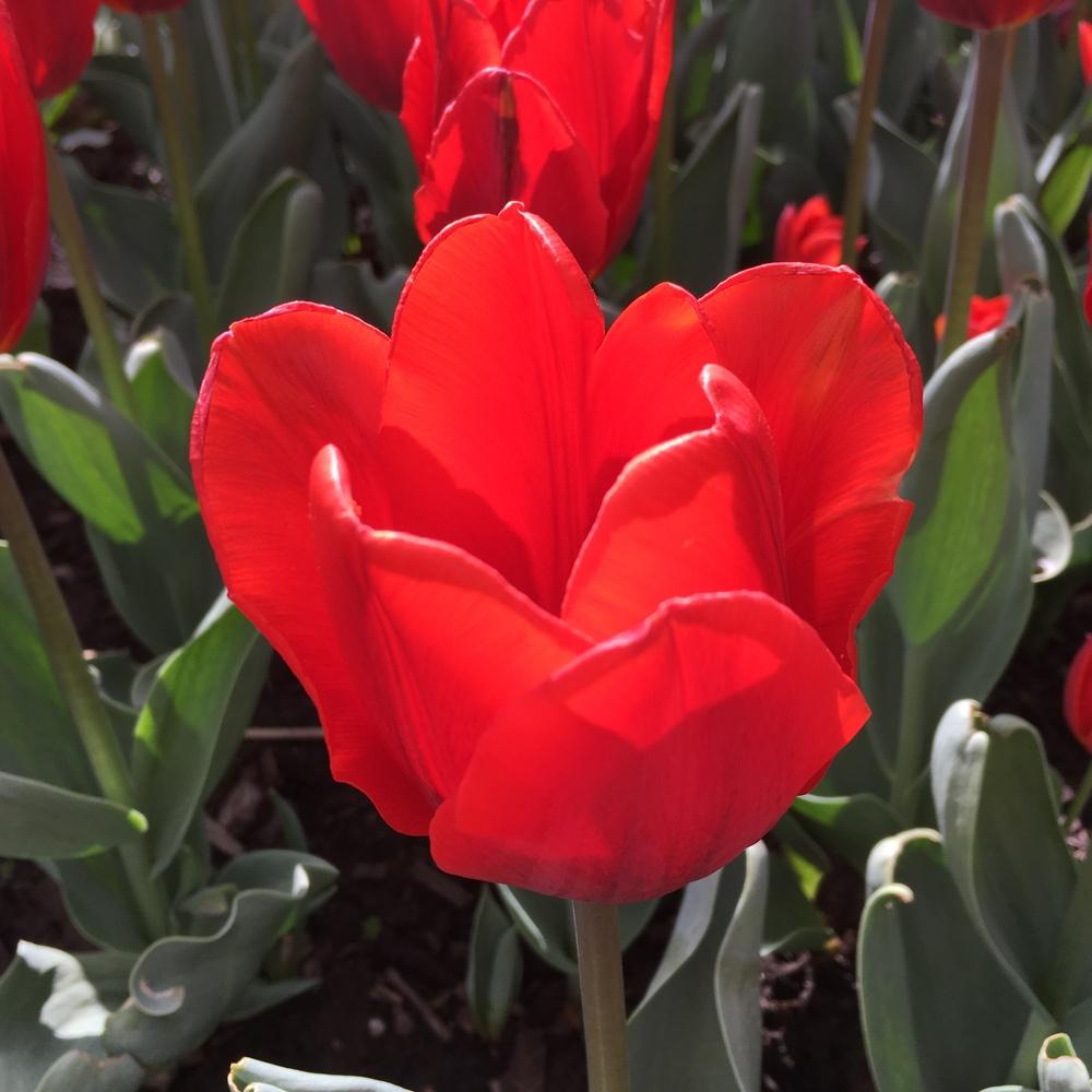 Photo of Single Early Tulip (Tulipa 'Couleur Cardinal') uploaded by csandt