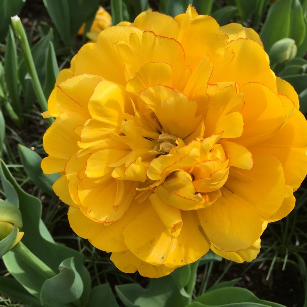 Photo of Double Late Tulip (Tulipa 'Yellow Pompenette') uploaded by csandt