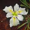 Iris x louisiana 'Dural White Butterfly' 001