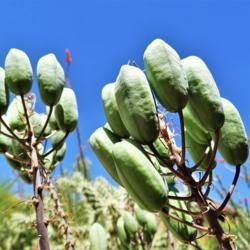 Location: South Bella Vista Drive, Tucson, AZ
Date: 2019-04-23
Seed pods of a very healthy Soap Aloe plant planted here five yea