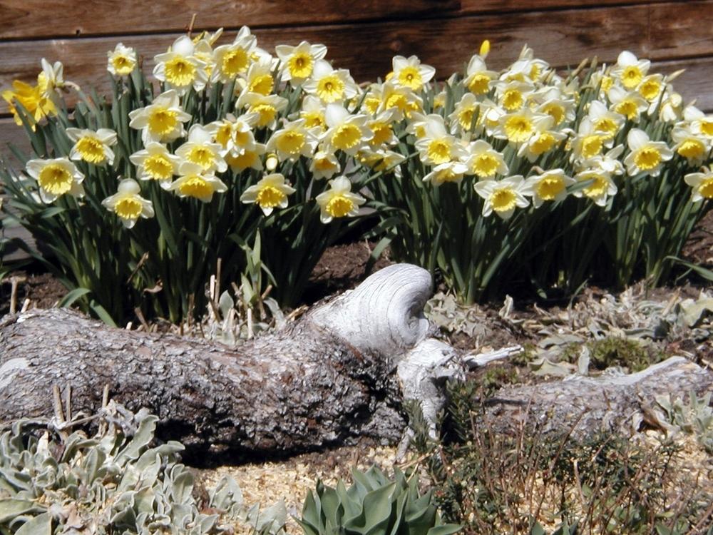 Photo of Large-Cupped Daffodil (Narcissus 'Ice Follies') uploaded by lauribob