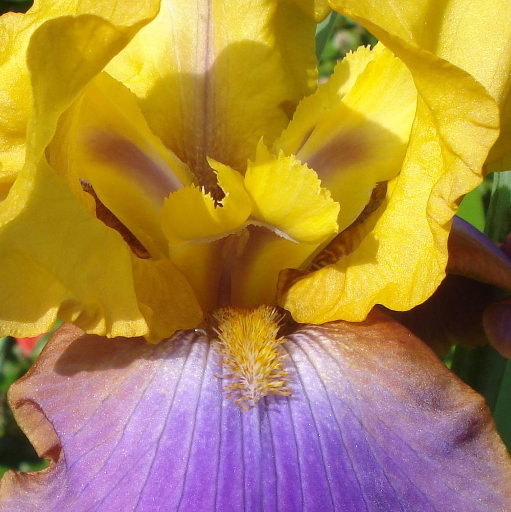 Photo of Tall Bearded Iris (Iris 'Crooked Little Smile') uploaded by lovemyhouse