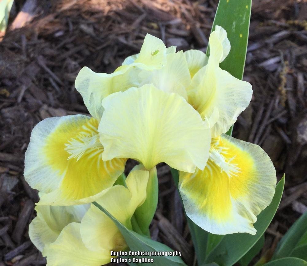 Photo of Standard Dwarf Bearded Iris (Iris 'With Castanets') uploaded by scflowers