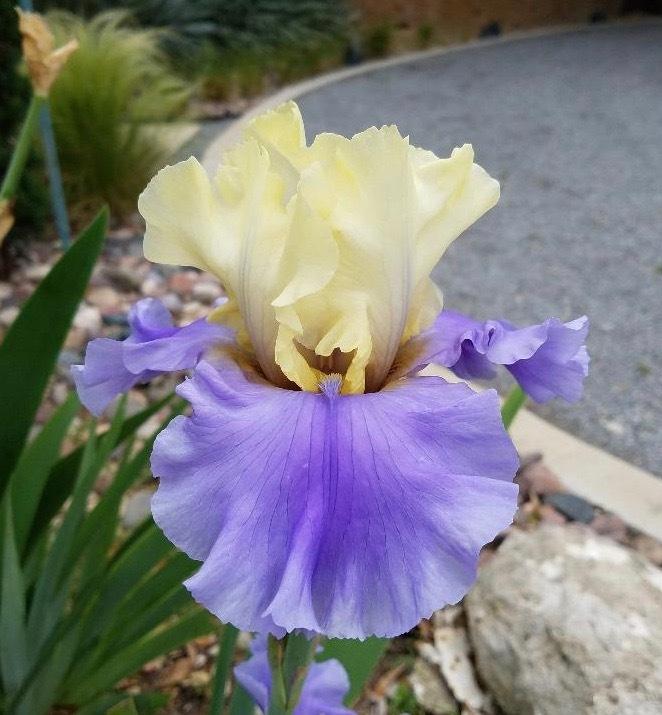 Photo of Tall Bearded Iris (Iris 'Haut les Voiles') uploaded by txtreehugger