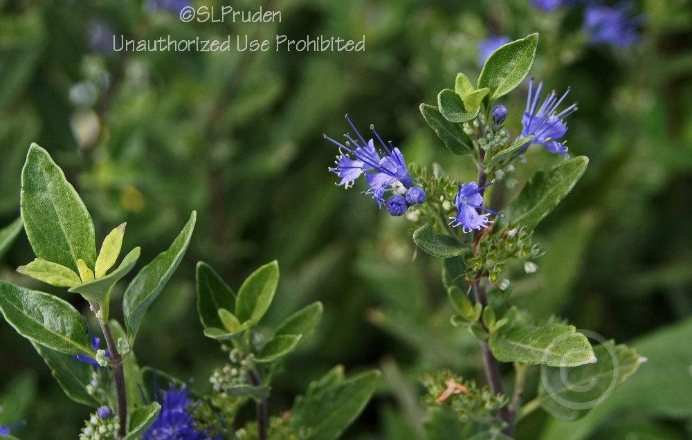 Photo of Bluebeard (Caryopteris x clandonensis 'First Choice') uploaded by DaylilySLP