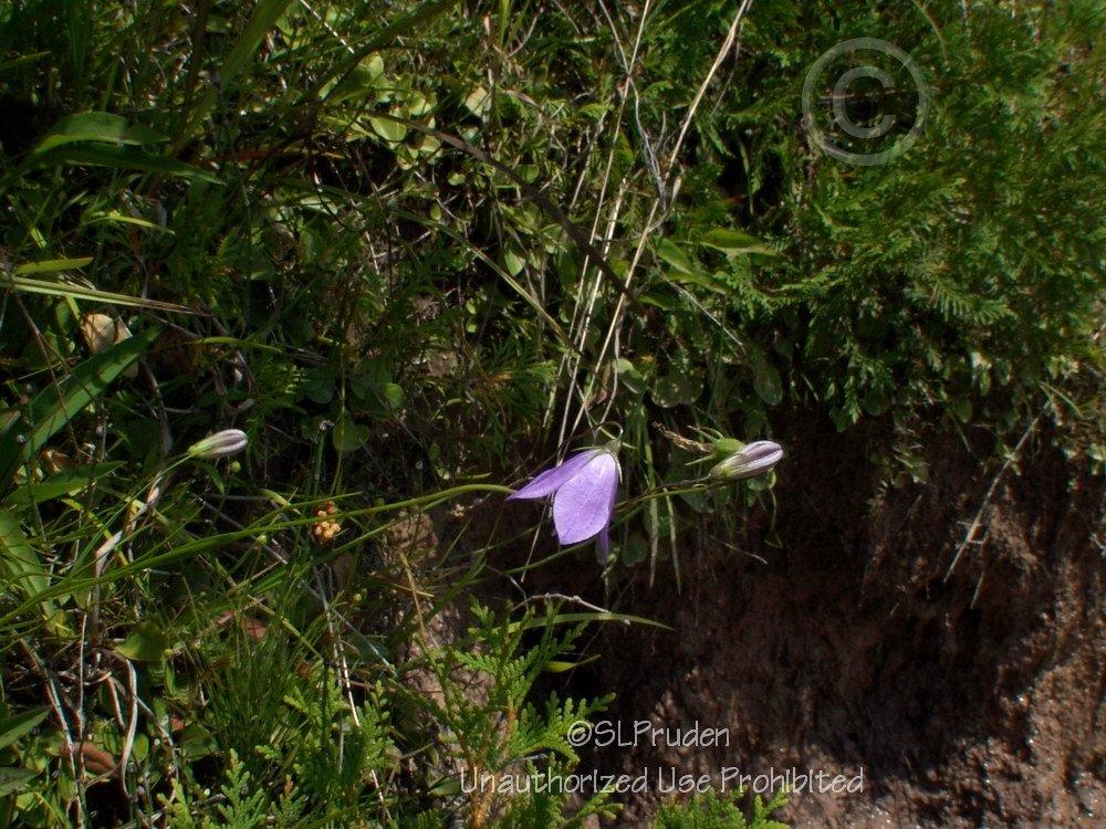 Photo of Scottish Harebell (Campanula rotundifolia) uploaded by DaylilySLP