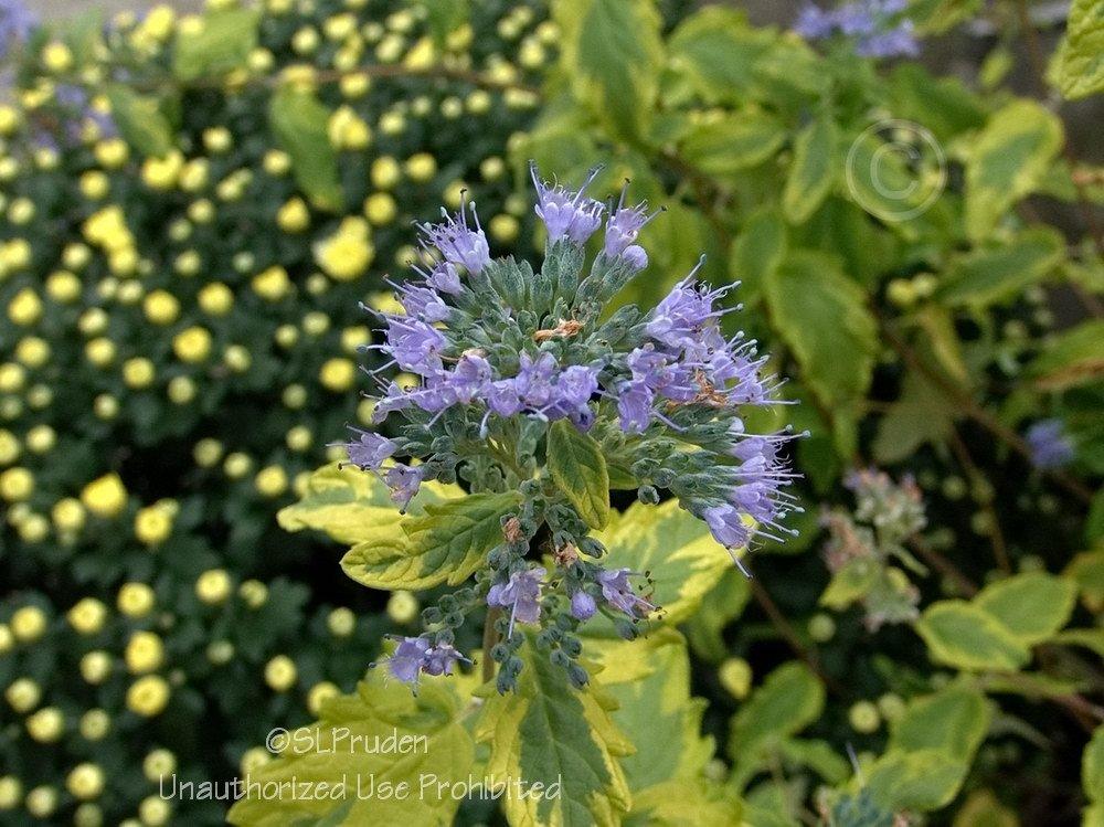 Photo of Bluebeard (Caryopteris x clandonensis Summer Sorbet®) uploaded by DaylilySLP