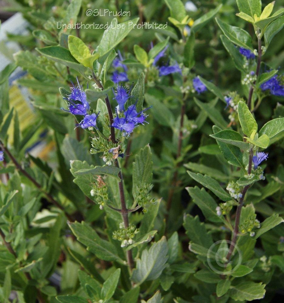 Photo of Bluebeard (Caryopteris x clandonensis 'First Choice') uploaded by DaylilySLP