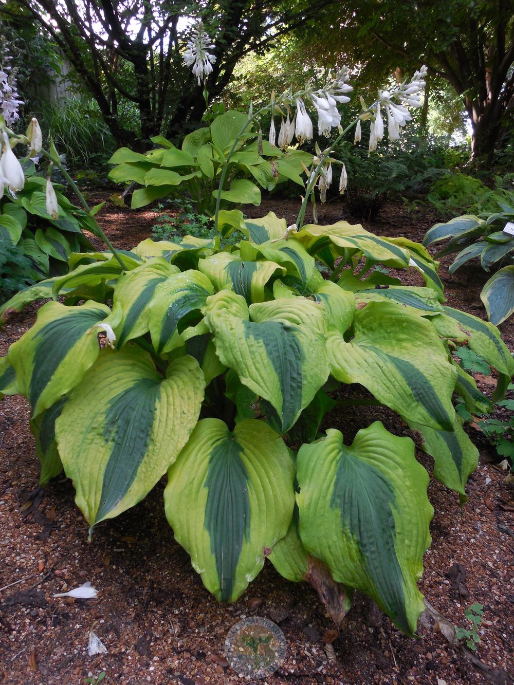 Photo of Hosta 'Goodness Gracious' uploaded by Frillylily
