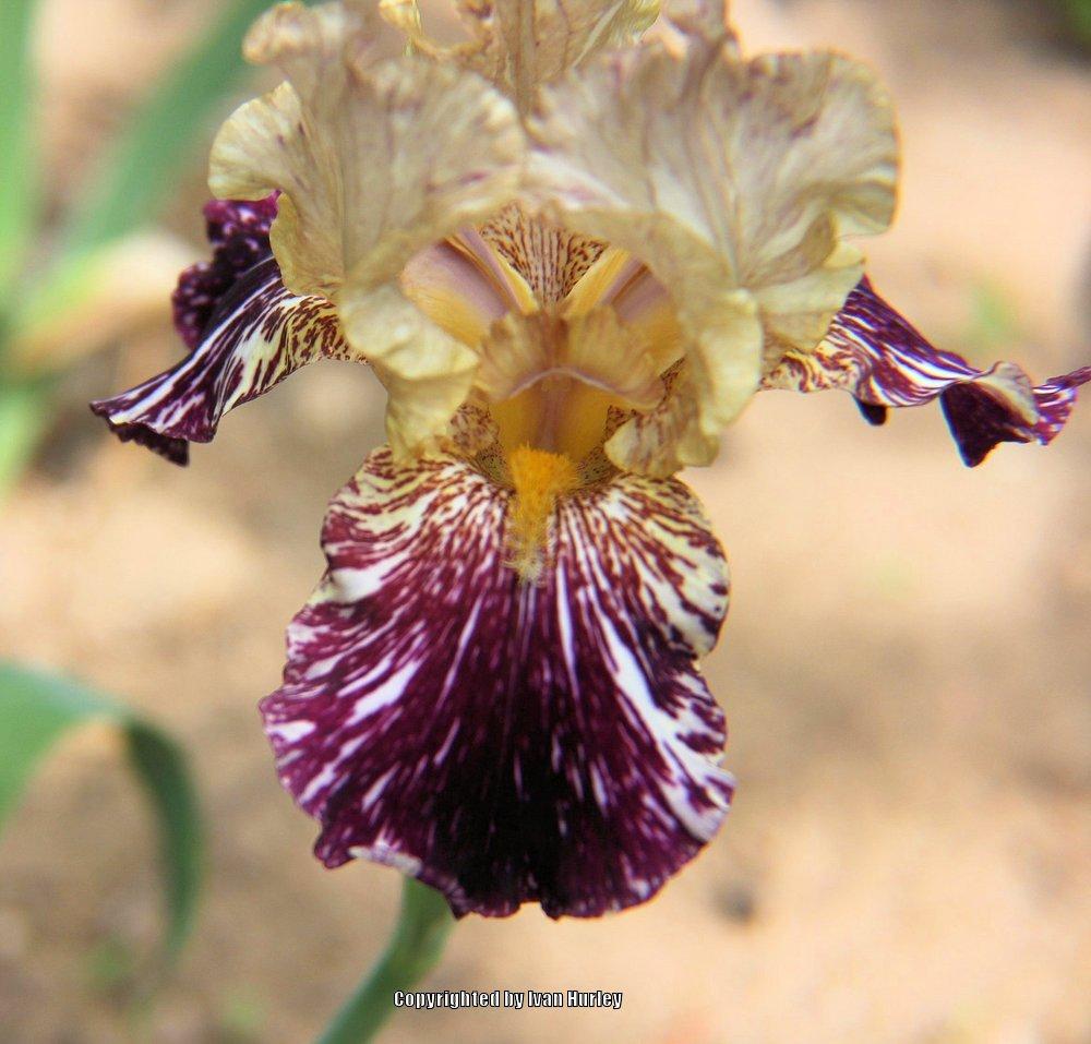 Photo of Tall Bearded Iris (Iris 'Grape Snakez') uploaded by Ivan_N_Tx