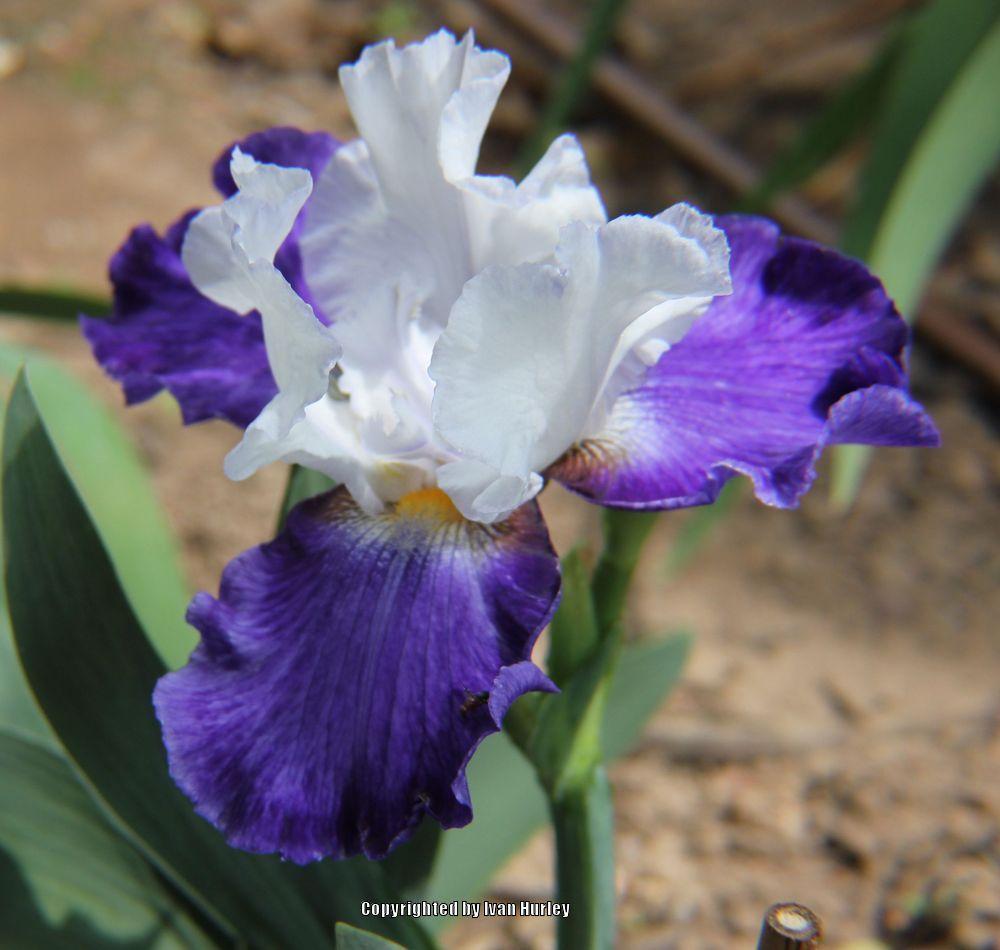 Photo of Tall Bearded Iris (Iris 'Planeur') uploaded by Ivan_N_Tx