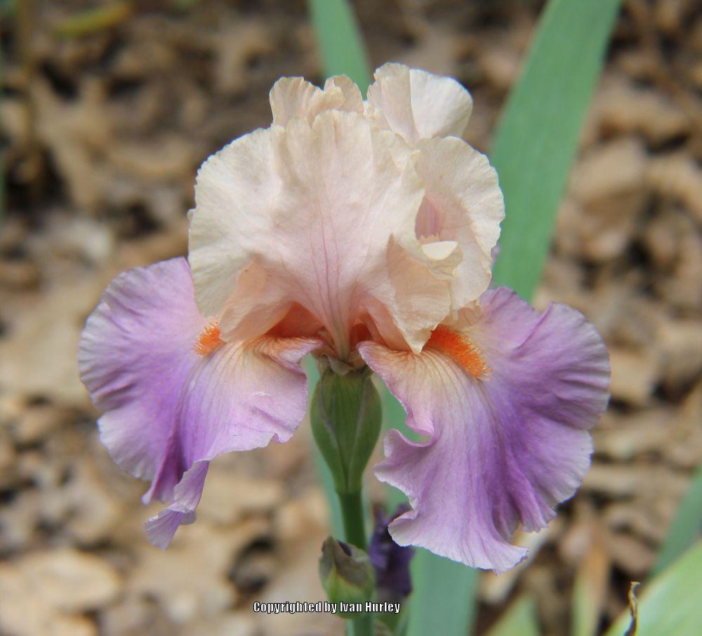 Photo of Tall Bearded Iris (Iris 'Discovered Treasure') uploaded by Ivan_N_Tx