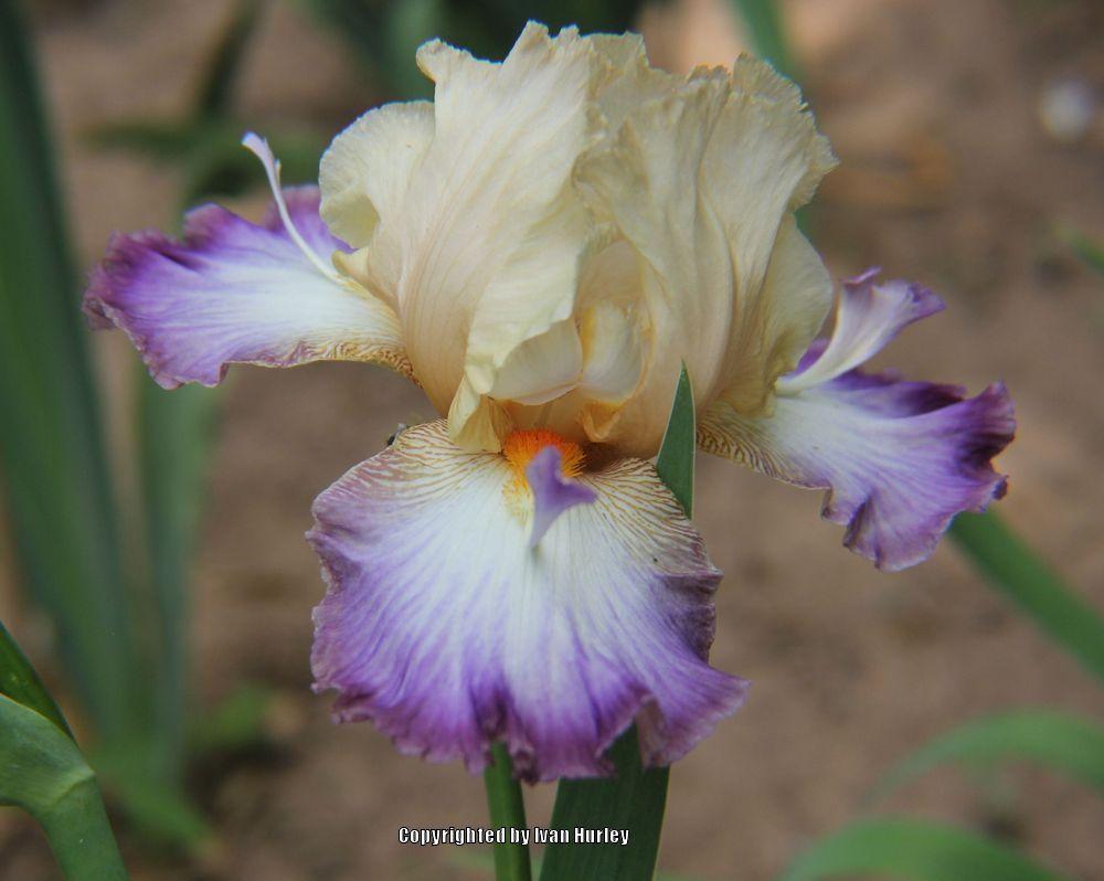 Photo of Tall Bearded Iris (Iris 'Wings at Dawn') uploaded by Ivan_N_Tx