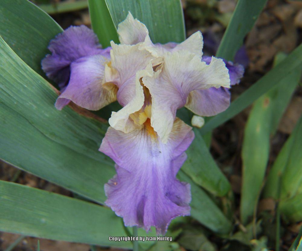 Photo of Tall Bearded Iris (Iris 'Kevin's Theme') uploaded by Ivan_N_Tx
