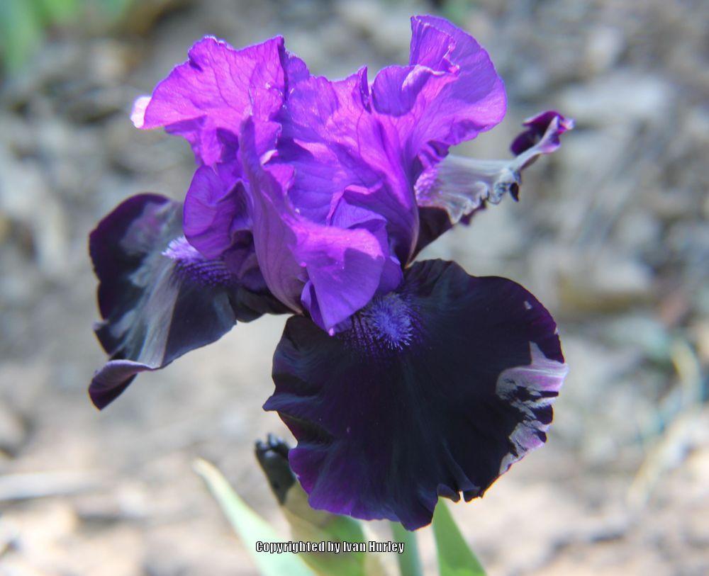 Photo of Tall Bearded Iris (Iris 'Matt McNames') uploaded by Ivan_N_Tx