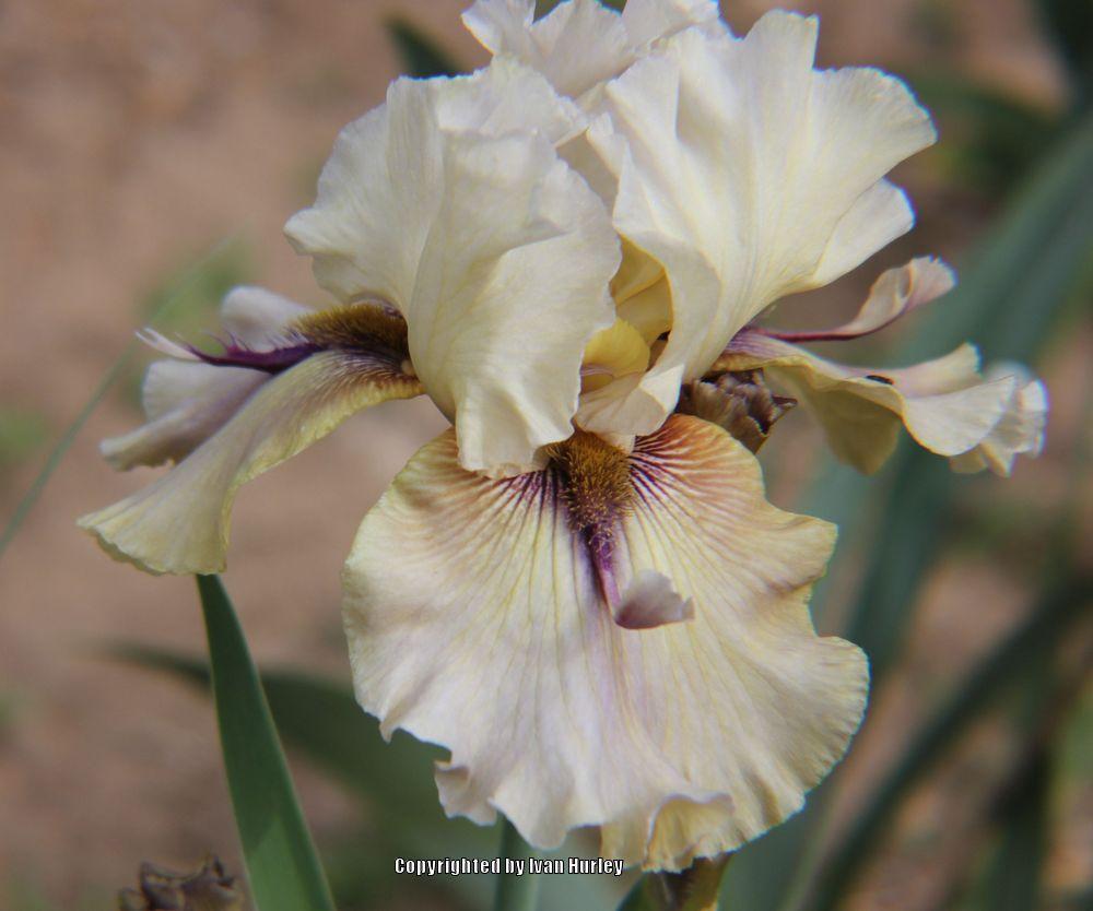 Photo of Tall Bearded Iris (Iris 'Thornbird') uploaded by Ivan_N_Tx