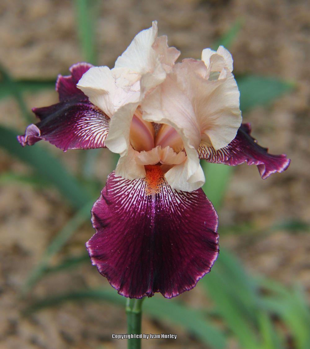 Photo of Tall Bearded Iris (Iris 'Wench') uploaded by Ivan_N_Tx
