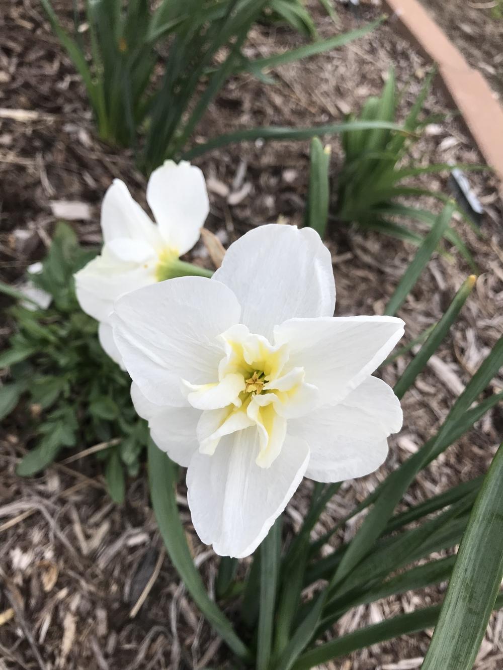 Photo of Split-Cupped Papillon Daffodil (Narcissus 'Lemon Beauty') uploaded by Legalily