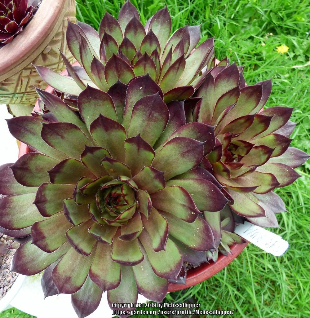 Photo of Hen and Chicks (Sempervivum 'Red Rum') uploaded by MelissaHopper