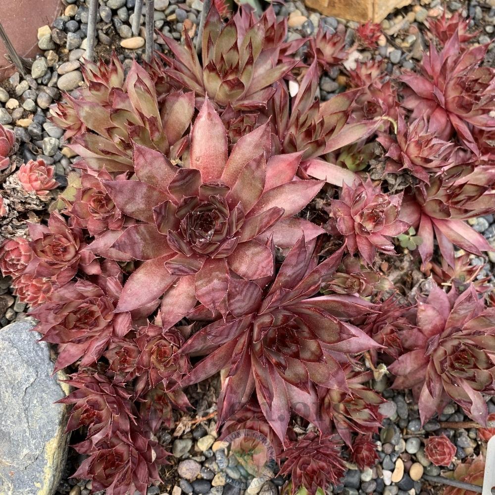 Photo of Hen and Chicks (Sempervivum 'Red Beauty') uploaded by Patty