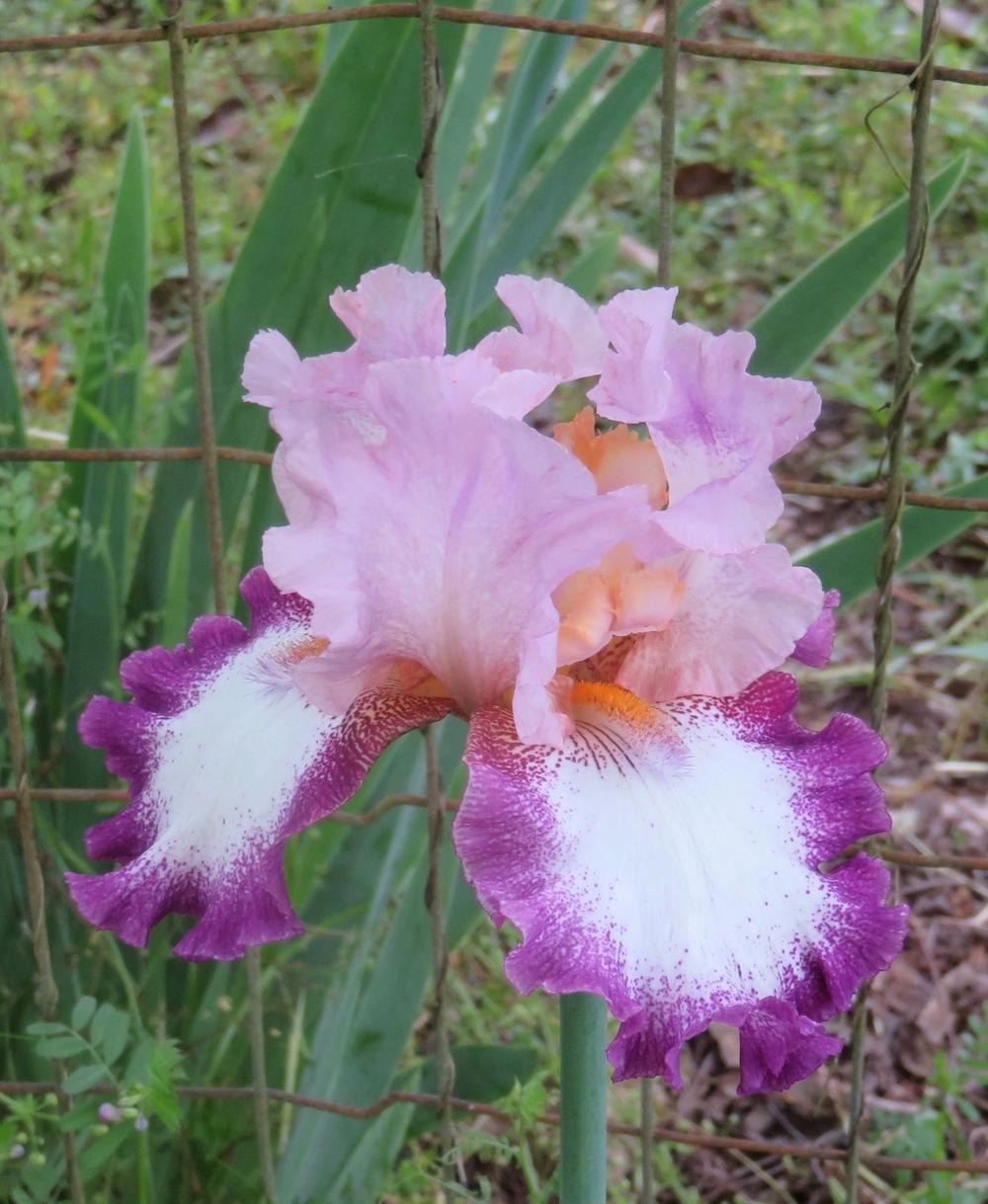 Photo of Tall Bearded Iris (Iris 'Change of Pace') uploaded by QHBarbie