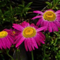 Location: Botanical Gardens of the State of Georgia...Athens, Ga
Date: 2019-04-23
Painted Daisy (Tanacetum coccineum) 001
