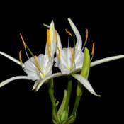 Spider Lily - Hymenocallis rotata 004