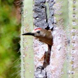 Location: Bella Vista Drive, Tucson, Arizona
Date: 2016-04-12
Gila Woodpecker in a Saguaro
