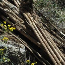 Location: Catalina Mountains, Arizona
Date: 2009-03-17
Wooden skeleton of a dead Saguaro