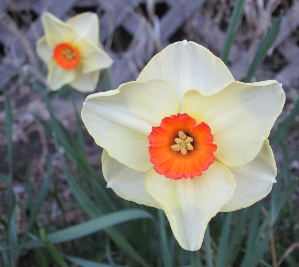 Photo of Small Cupped Daffodil (Narcissus 'Altruist') uploaded by lauribob