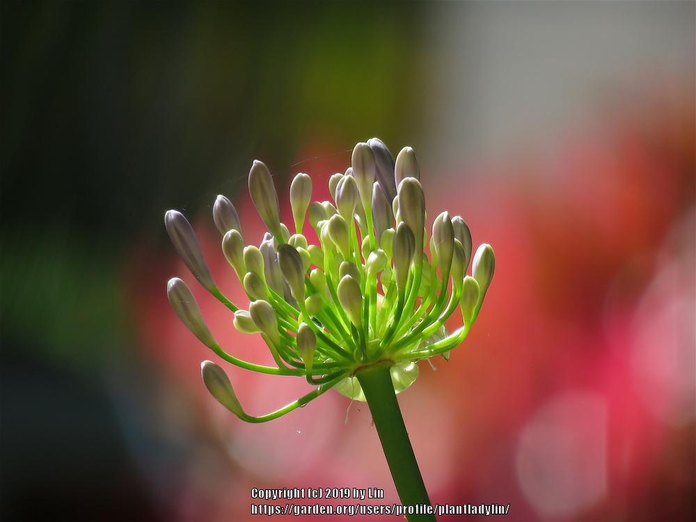 Photo of Lily of the Nile (Agapanthus) uploaded by plantladylin
