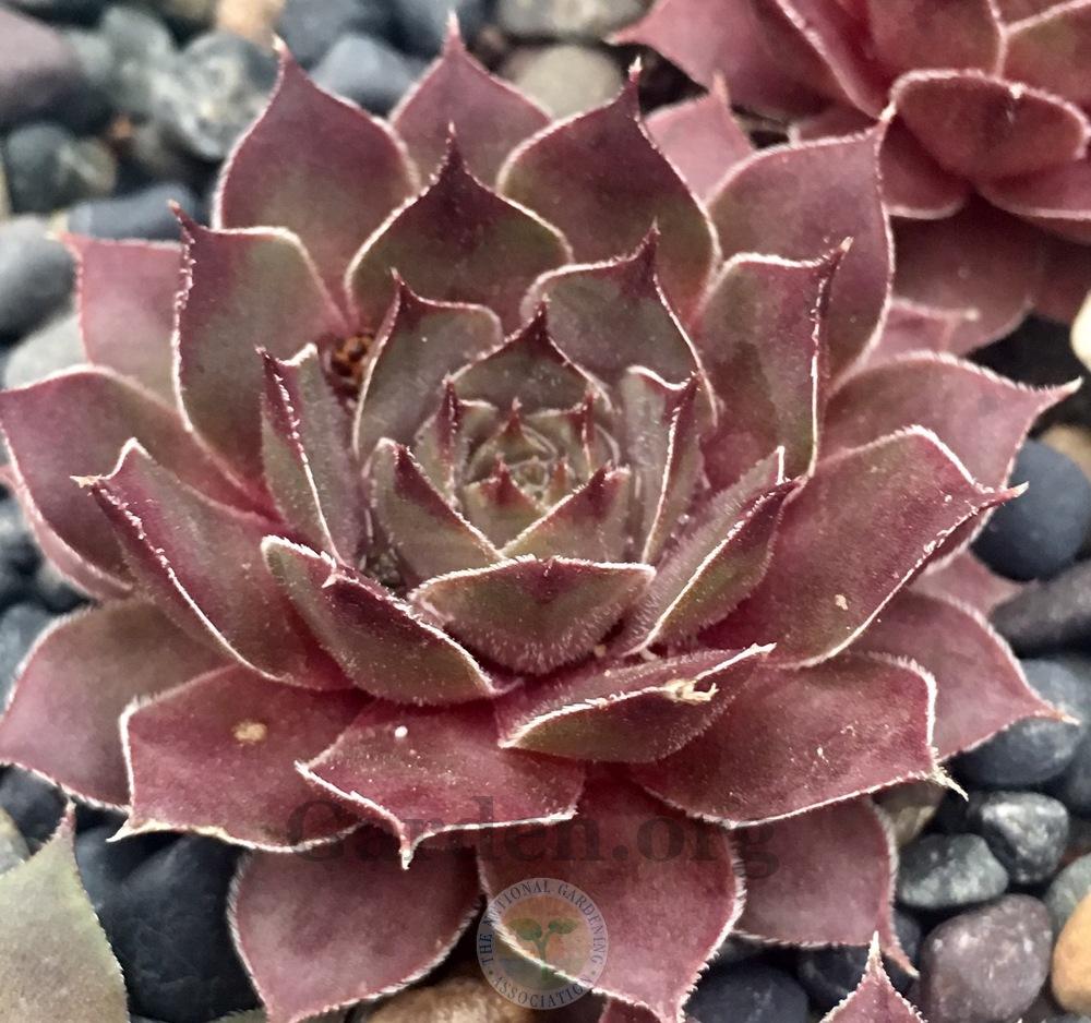Photo of Hen and Chicks (Sempervivum 'Storm Chaser') uploaded by springcolor