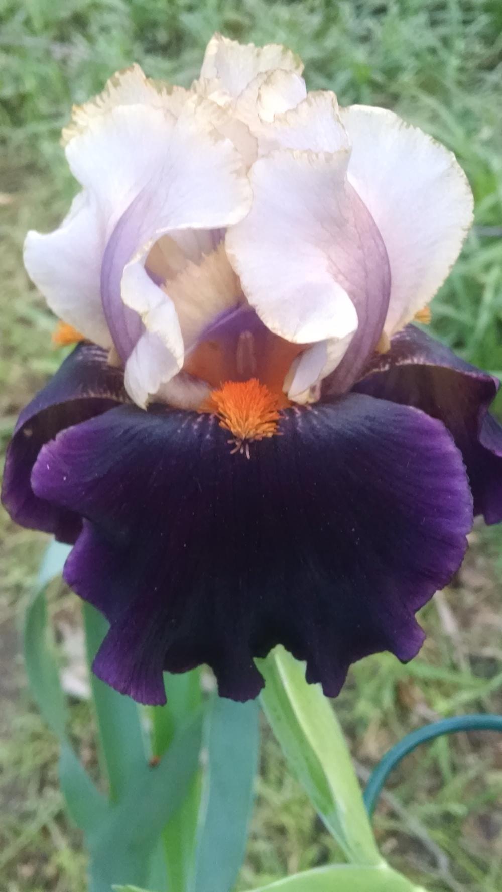 Photo of Tall Bearded Iris (Iris 'Wench') uploaded by txtreehugger
