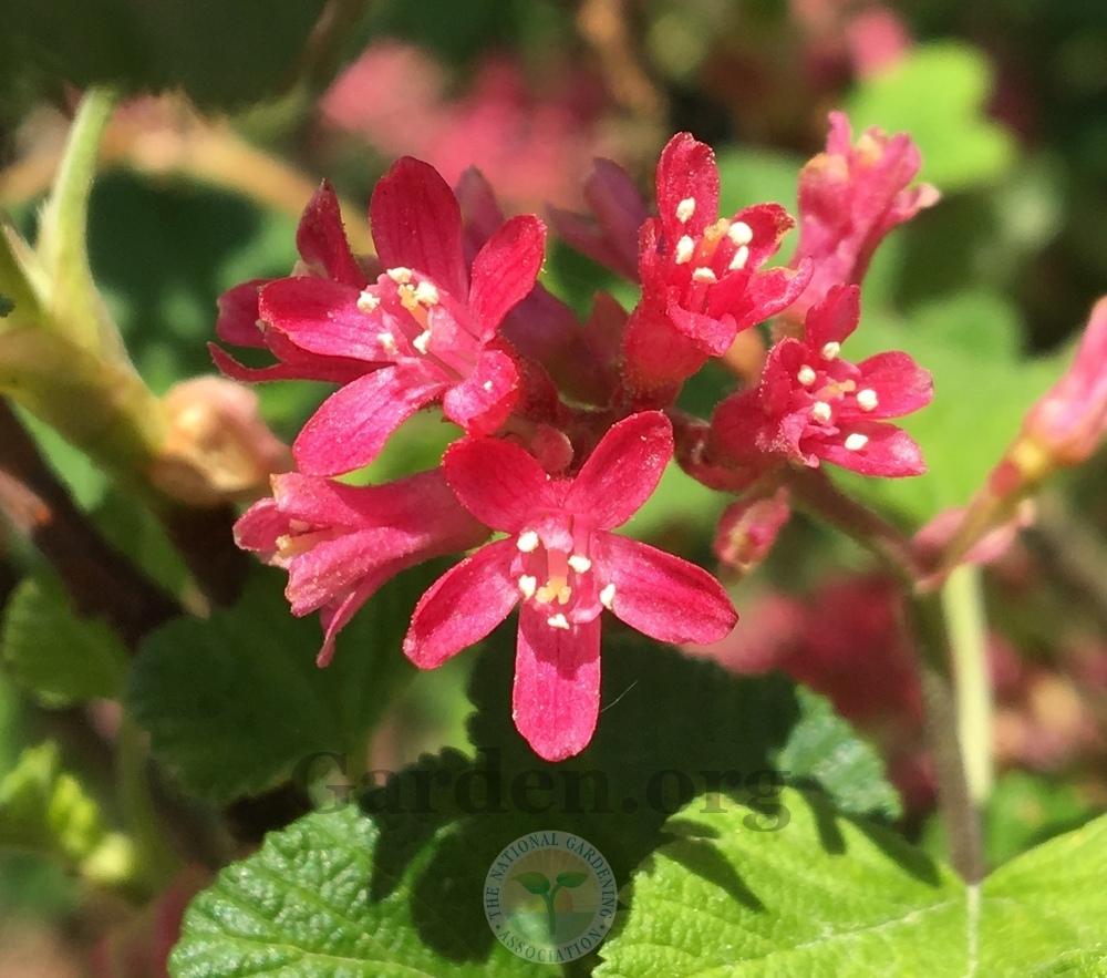 Photo of Redflower Currant (Ribes sanguineum 'King Edward VII') uploaded by BlueOddish