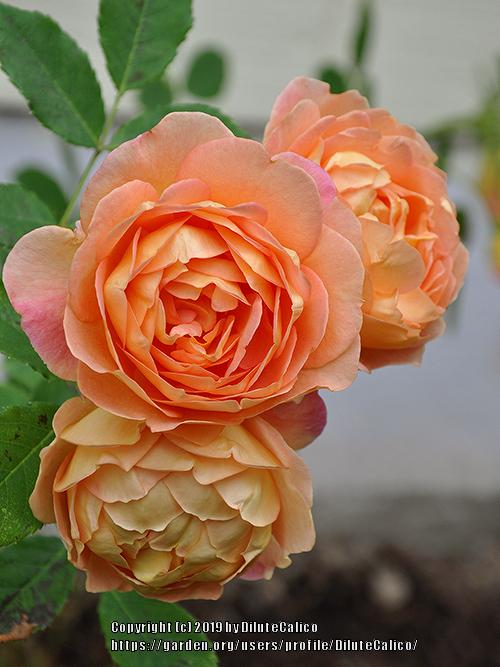 Photo of English Shrub Rose (Rosa 'Lady of Shalott') uploaded by DiluteCalico