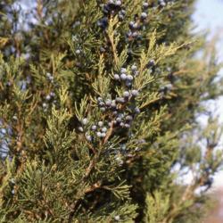 Location: Downingtown, Pennsylvania
Date: 2007-11-19
foliage and berries of Eastern Redcedar