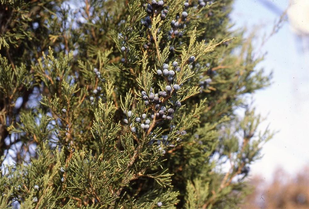Photo of Juniper (Juniperus) uploaded by ILPARW
